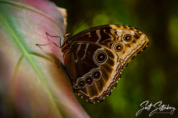 Costa Rica's Wonderful Wildlife