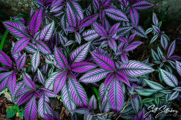 Magical Path of Discovery