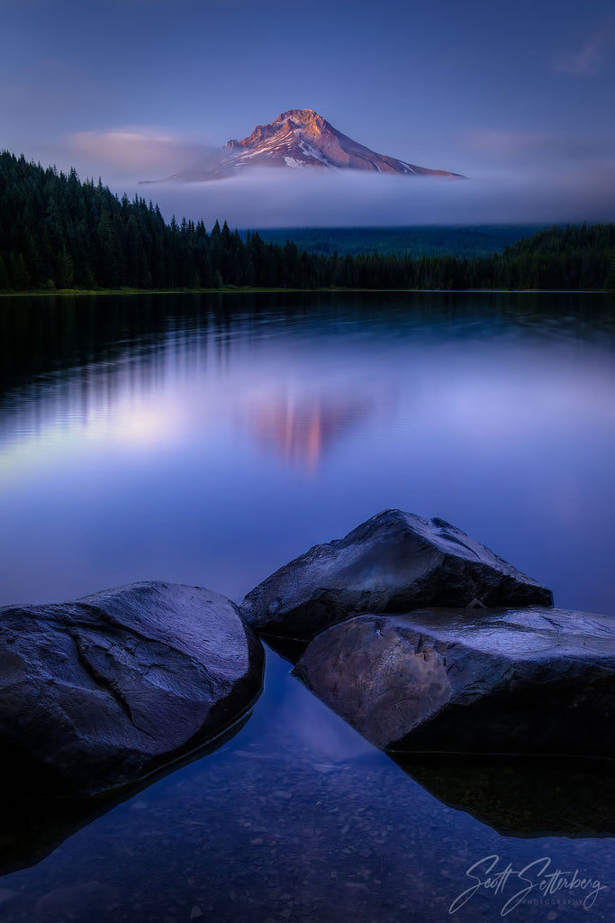 Mt. Hood Trillium, Oregon