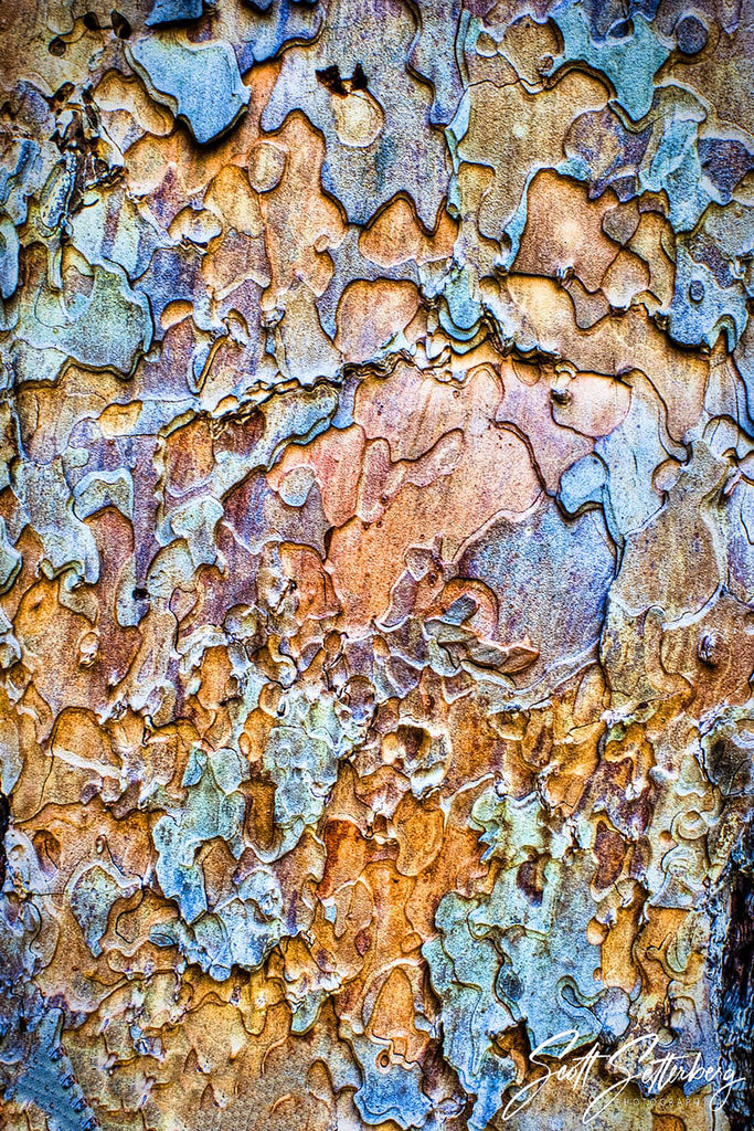 Yosemite Tree Bark