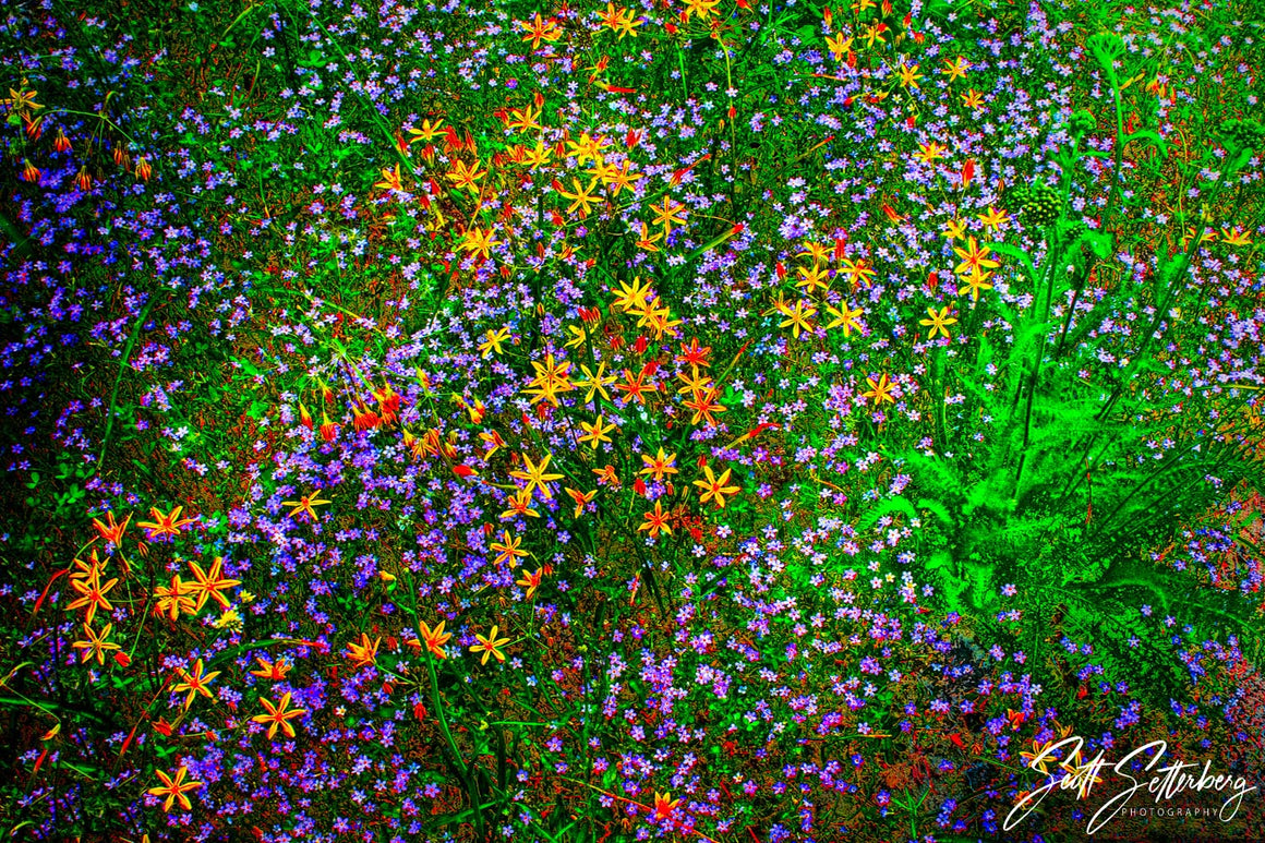 Yosemite Wildflowers